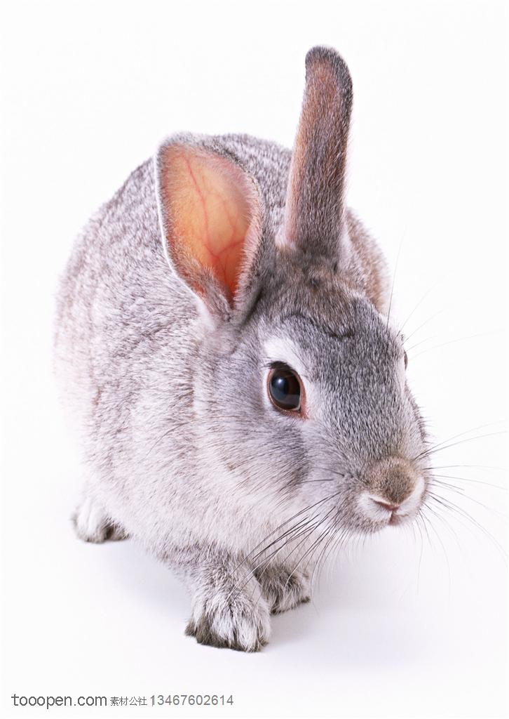 动物造型-准备向前行走的灰色兔子向边上张望