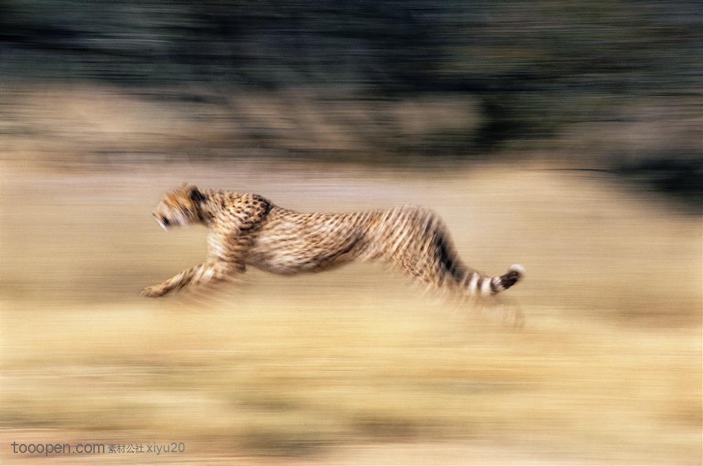 动物世界-奔跑的豹子