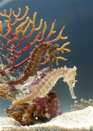 海洋生物-在海洋里两只海马缠绕在珊瑚群里