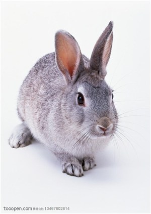 动物造型-蹲在地上的灰色兔子的正面特写