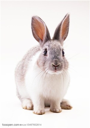 动物造型-坐在地上的灰白色兔子的正面特写