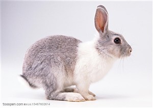 动物造型-蹲在地上的灰白色兔子侧面