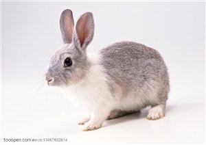 动物造型-在地上走的灰白色兔子侧面