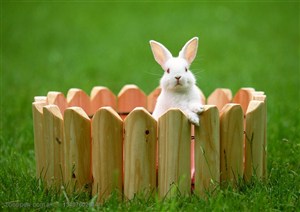 动物造型-在草地上趴在木栏杆上张望的白色兔子图片素材