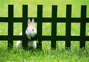 动物造型-在草地上趴在木栏杆上伸出脑袋的白色兔子