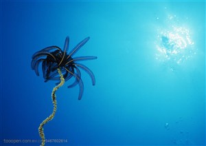 海洋生物-仰视海底世界里的椰树型海藻
