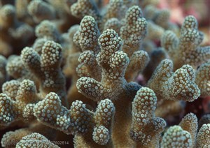 海底生物-海底世界里的布满小花朵像鹿茸形状的珊瑚礁