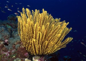 海底生物-海底世界里的黄色撅状海洋生物