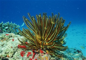 海底生物-海底世界里礁石上的彩色海藻