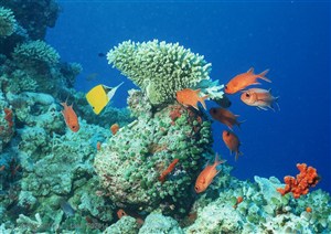 海底生物-海底世界里穿梭在珊瑚礁的鱼