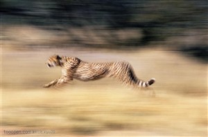 动物世界-奔跑的豹子