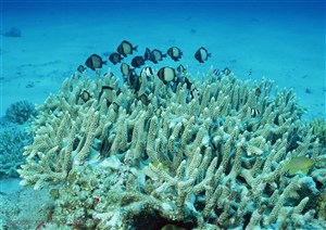 海底生物-海底世界里的鱼穿梭在白色珊瑚礁上