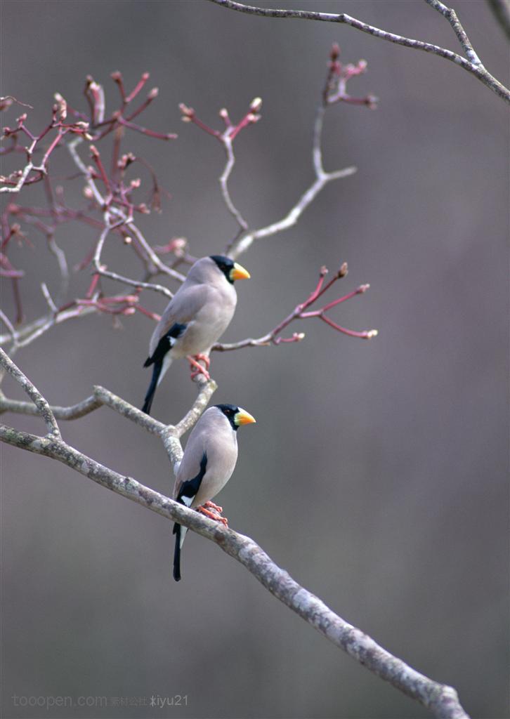 可爱鸟儿-树枝上的两只小鸟
