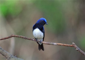 可爱鸟儿-歪头的蓝色小鸟