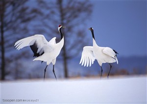 可爱鸟儿-舞动的白鹤