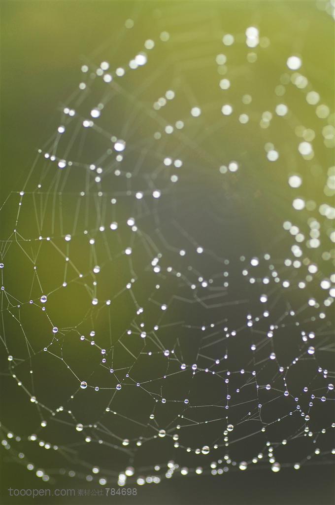 自然风景-蜘蛛网上挂着密密麻麻的水珠