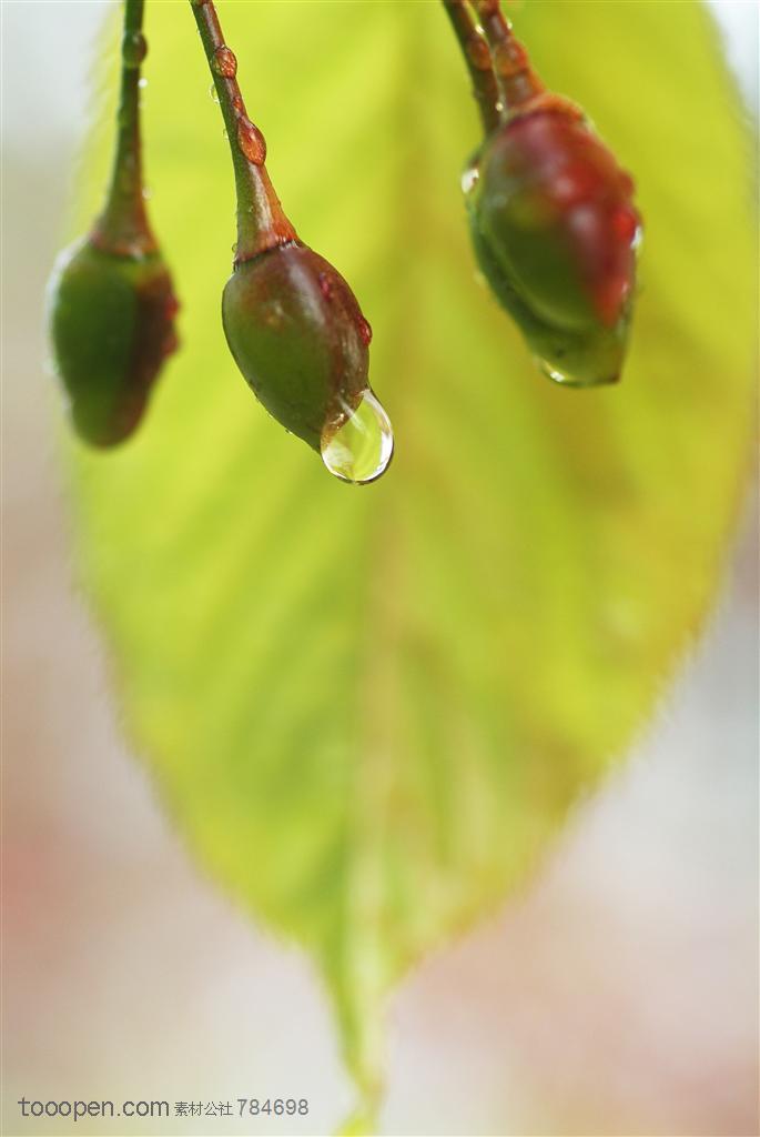 自然风景-一片叶子前挂着的三颗果实上的水珠