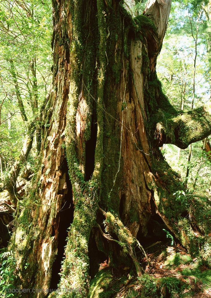 自然风景-森林中粗壮爬满苔藓的树杆根部特写