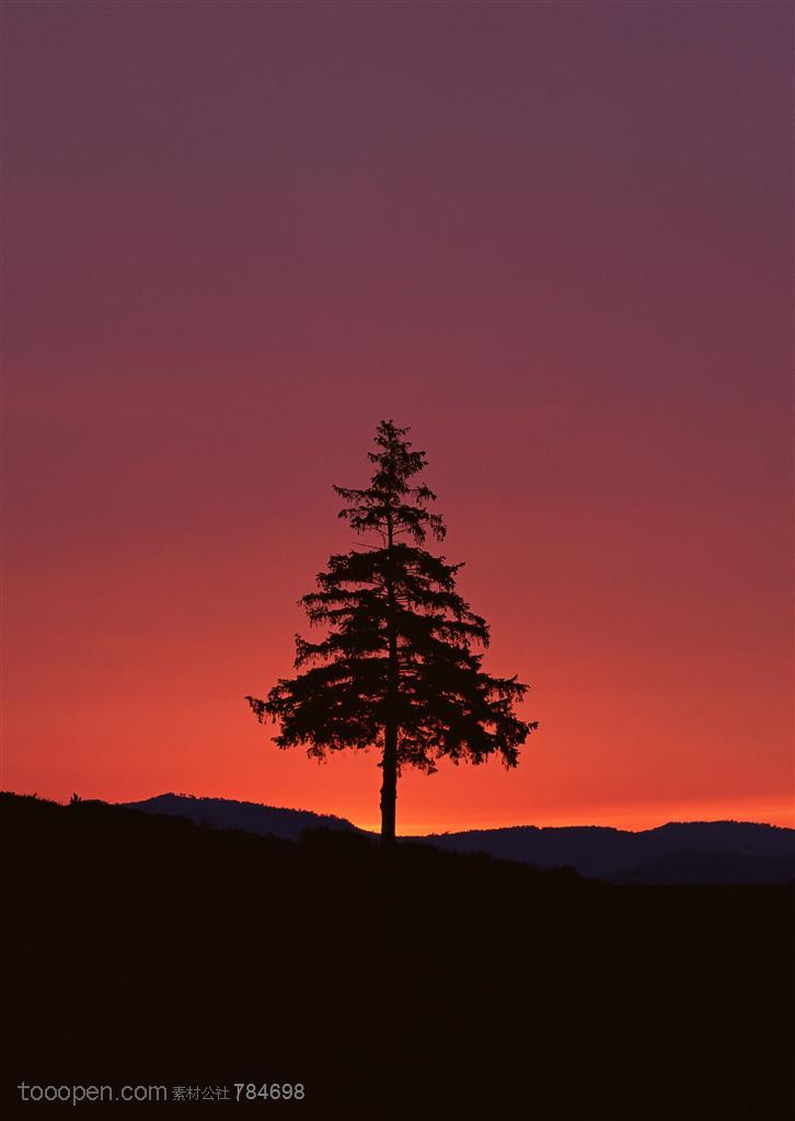自然风景-太阳下山后的山坡上的松树