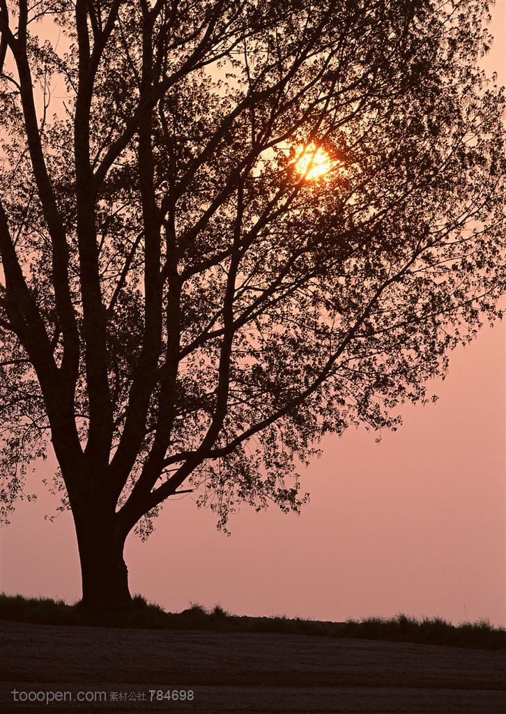 自然风景-夕阳下的一棵树局部特写