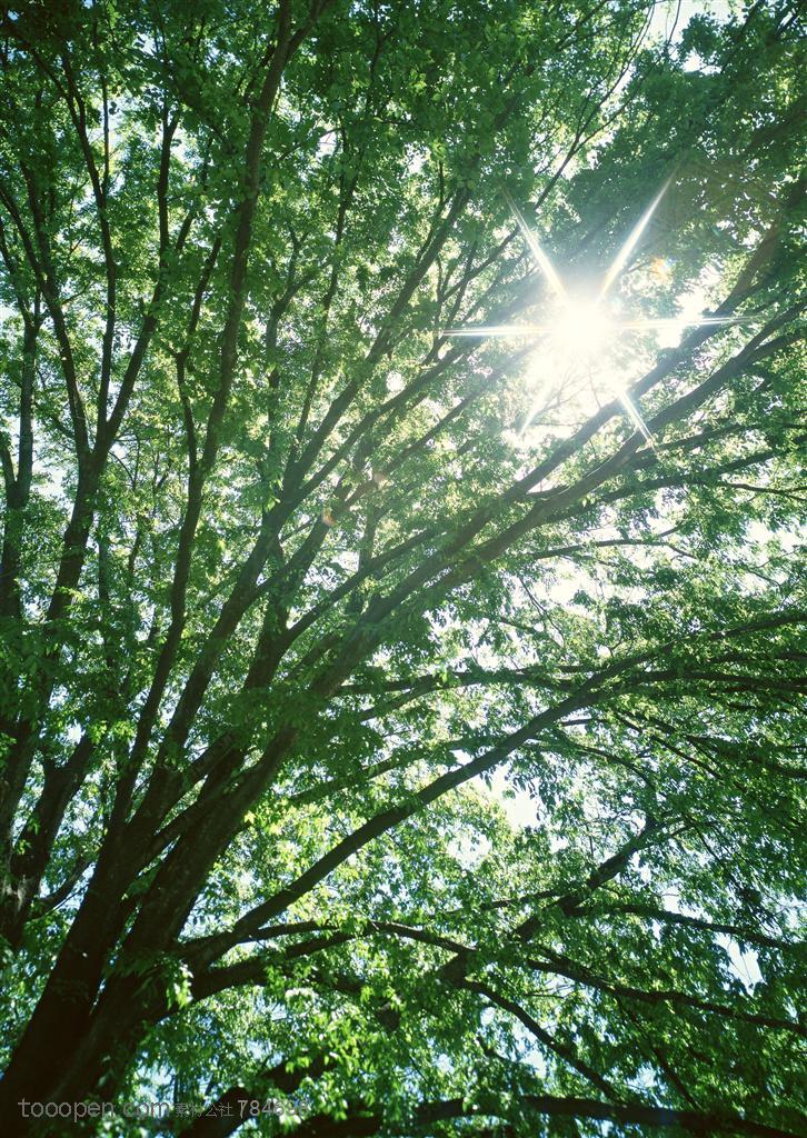自然风景-阳光照耀下的大树特写
