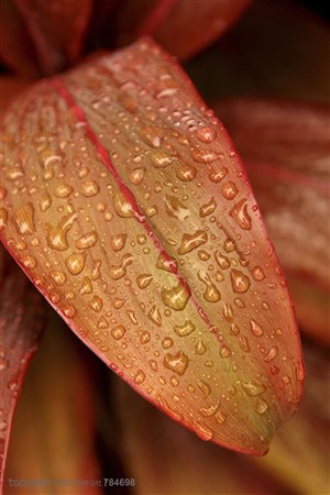 自然风景-红色观赏植物叶子上的清新露水