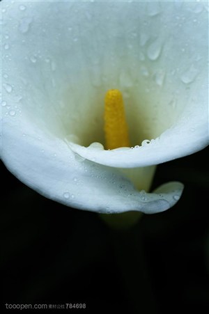 自然风景-白色花朵里的清新露水