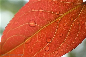 自然风景-被雨水洗刷过后红色叶子