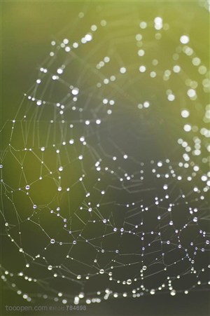 自然风景-蜘蛛网上挂着密密麻麻的水珠