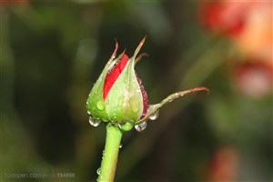 自然风景-玫瑰花花骨朵上的雨水