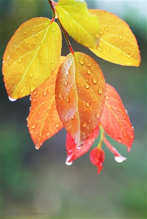 自然风景-颜色艳丽的叶子上挂着露水