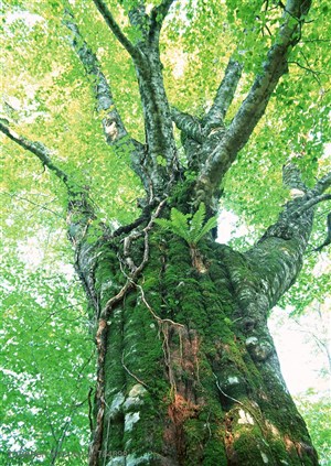 自然风景-仰视爬满苔藓和滕迈的参天大树