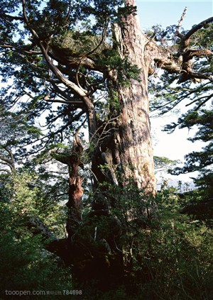 自然风景-在森林中林立的古老松树