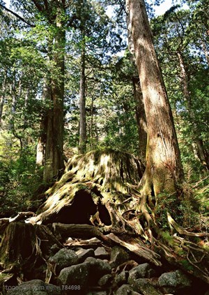 自然风景-森林中被锯断后留下的根部和旁边的大树