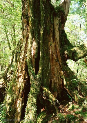 自然风景-森林中粗壮爬满苔藓的树杆根部特写