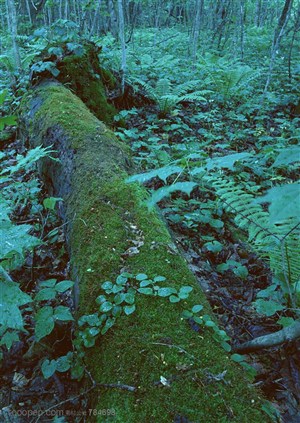 自然风景-被砍伐倒在地上的树木上爬着苔藓和滕迈