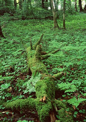 自然风景-在草丛中竖躺着一颗被砍伐后倒地爬满苔藓的树杆