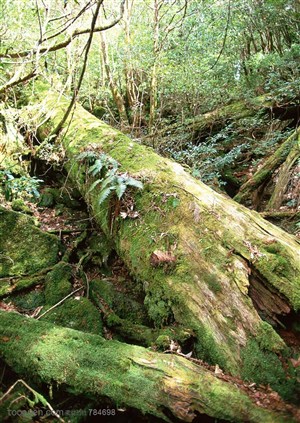 自然风景-丛林中斜着倒着几颗倒地爬满苔藓的树杆