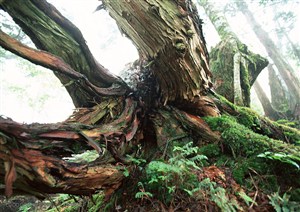 自然风景-丛林中的大树根部特写