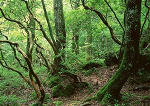 自然风景-树林中的树木和藤条的特写