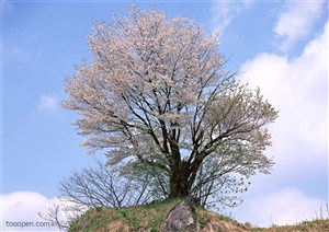 自然风景-山坡顶上一颗开满花朵的梨树