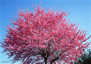 自然风景-一颗开满桃花的树木
