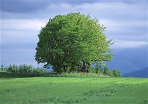自然风景-蓝天下的草地上一排树木
