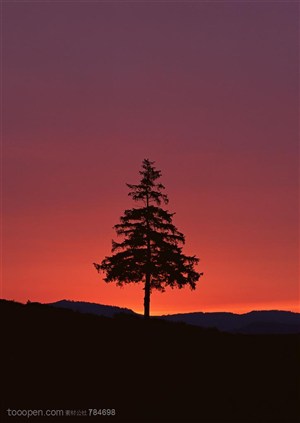 自然风景-太阳下山后的山坡上的松树