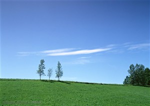 自然风景-蓝天白云下草地上的小树苗
