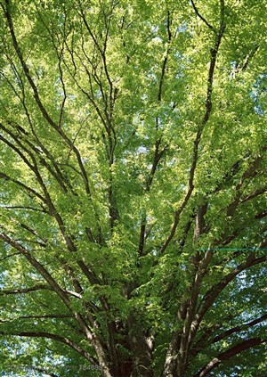自然风景-仰视枝繁叶茂的大树特写