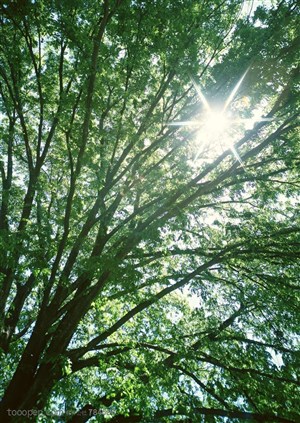 自然风景-阳光照耀下的大树特写