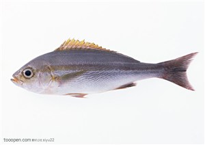 新鲜鱼类-张嘴的小鱼