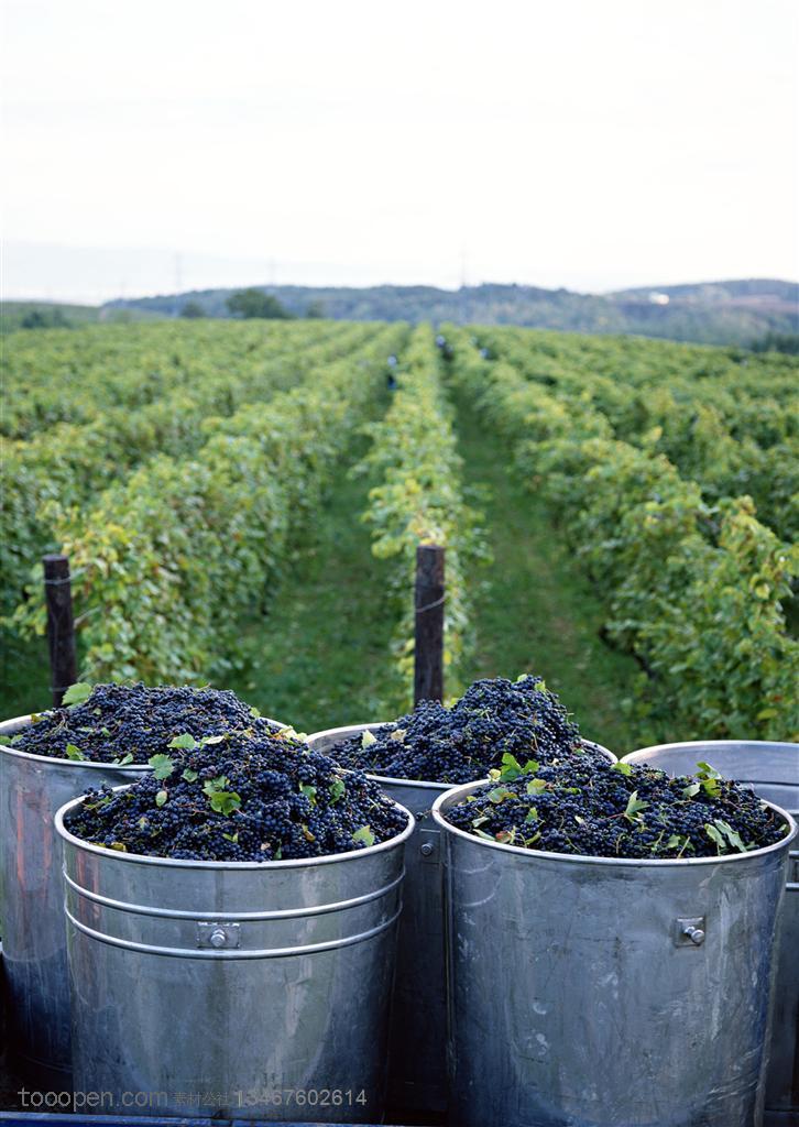 农作物-在成片的葡萄地前用铁通装采收了的葡萄