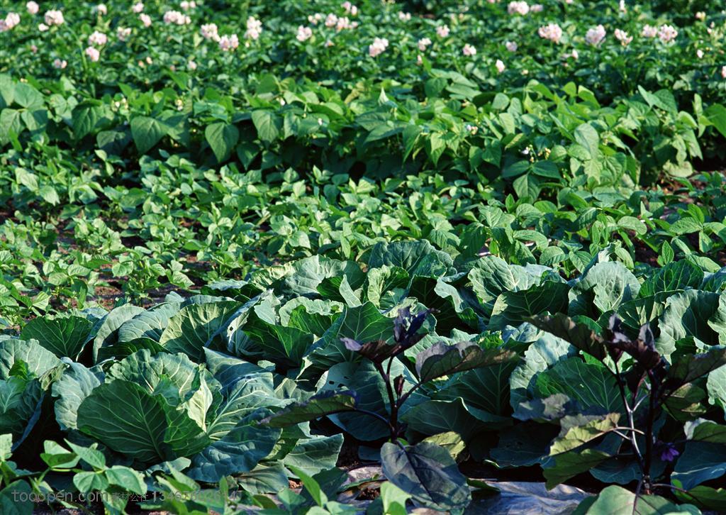 农作物-地里种植了包菜、辣椒、土豆等蔬菜苗